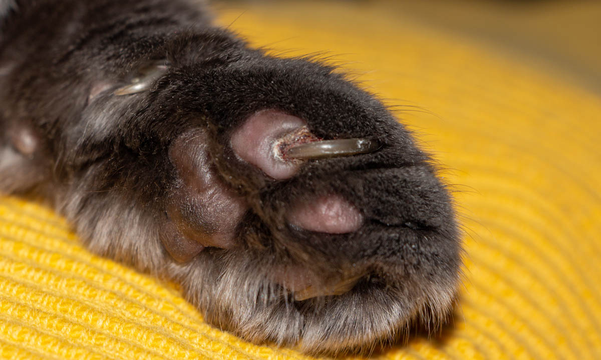 20 Things You Didn’t Know About Cat Leg Anatomy Kitty Devotees