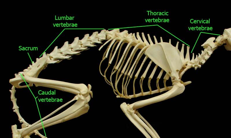 Cat Back Leg Anatomy