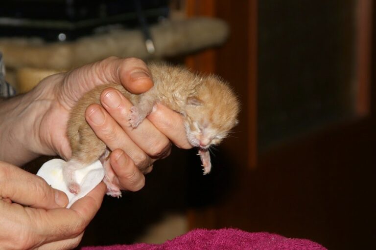 How to Save a Newborn Kitten from Dying - Kitty Devotees