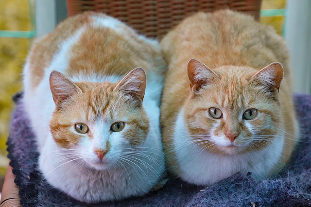 Is It Better To Have Two Cats Of The Same Gender