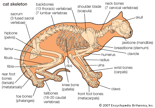 Cats parts. Кошачий скелет строение грудины. Грудная клетка кота анатомия. Название костей у кошки. Строение грудины кошки.