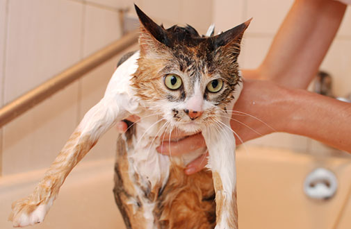 How to Get Rid Of Fleas on Cats That Hate Water