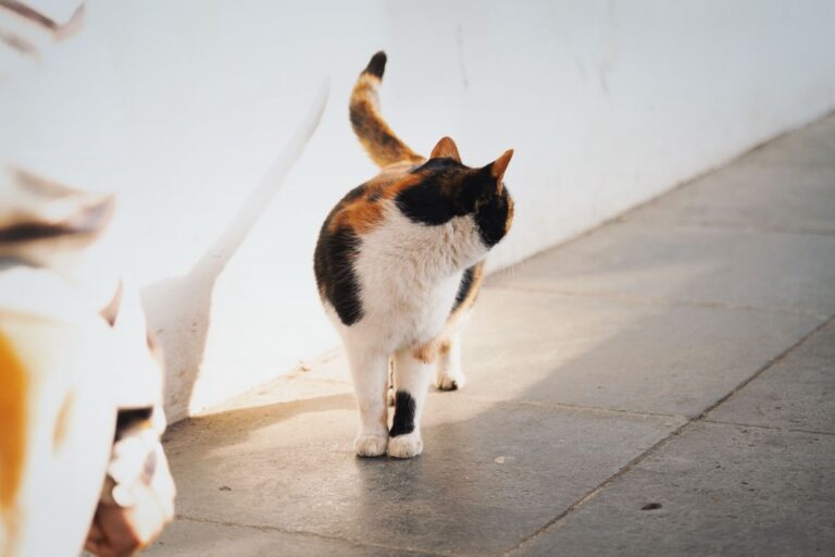 Why Is My Cat Leaving Tiny Blood Spots On The Floor (or Sink)? - Kitty