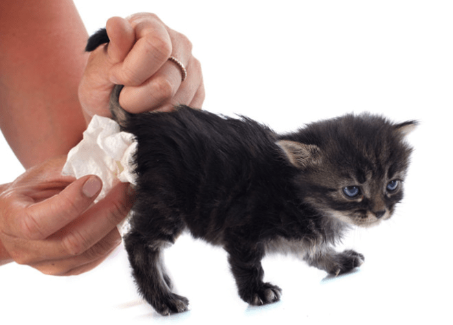 How Often Do Kittens Poop? - Kitty Devotees