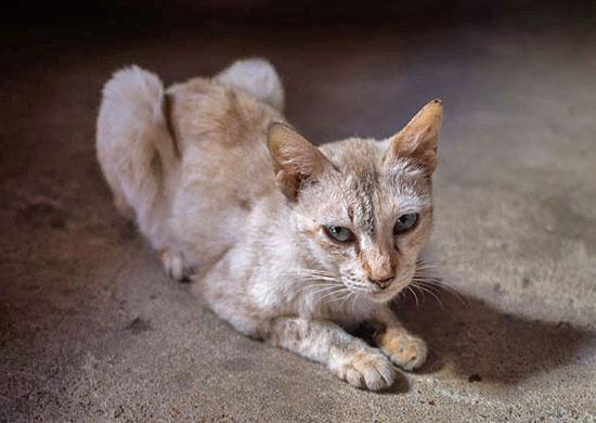 How Long Does It Take For A Malnourished Cat To Gain Weight