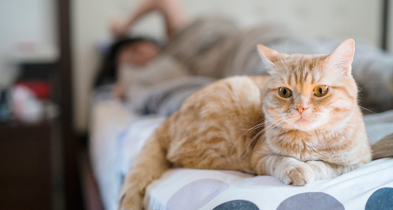 Why Does My Cat Pee On My Husband's Side Of The Bed?