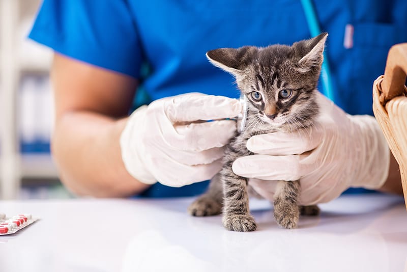 How To Make Cat Feel Better After Vaccines