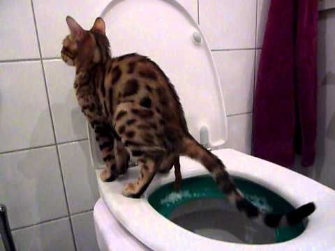 How Often Do Kittens Poop