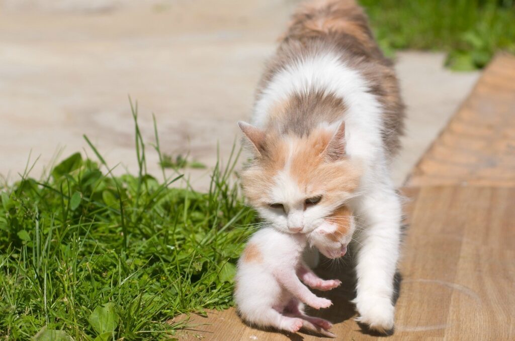 Do mom cats eat their outlet kittens