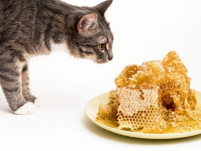 How much honey should you give a hypoglycemic cat?