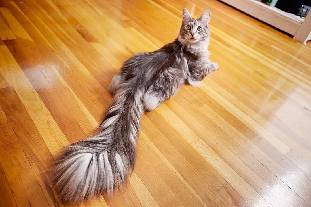 Things You Probably Didn’t Know About Cat Tail Anatomy