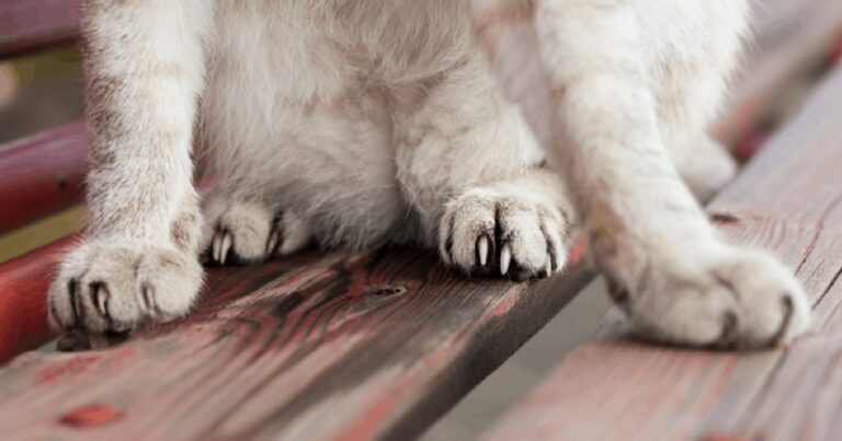 How Many Fingers Do Cats Have Kitty Devotees