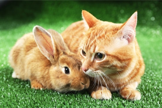 8 Cats with rabbit-like fur - Kitty Devotees