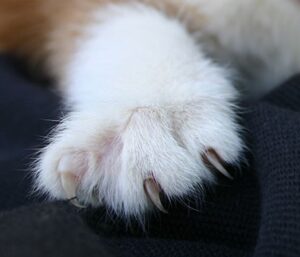 Cat Dew Claw Injury: A Quick Guide for New Cat Owners - Kitty Devotees