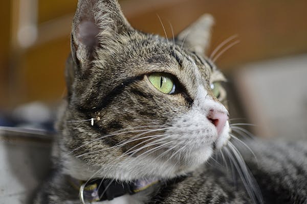 Can Cats Roll Their Eyes? - Kitty Devotees