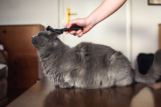 How to Deshed a Cat