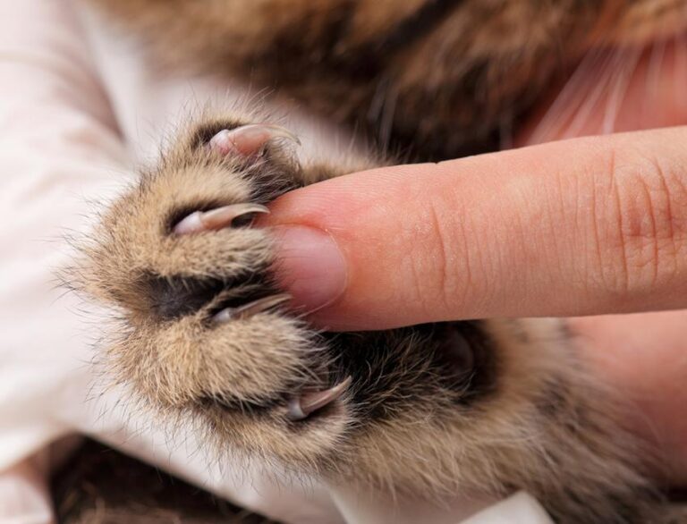 Do Cats Back Claws Retract? Kitty Devotees