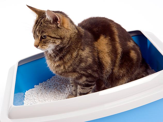 Litter Box with Carbon Filter—An Ingenious Way To Maximize Odor Control