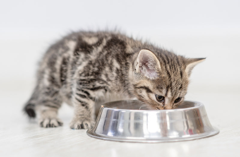 Why Is My Kitten Shaking After Eating?