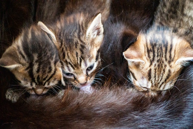 Can Cats Breastfeed After Being Spayed?