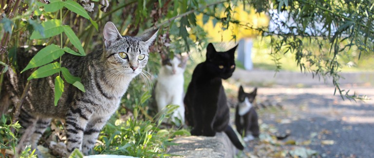 How to Catch A Stray Cat without A Trap (7 Strategies)
