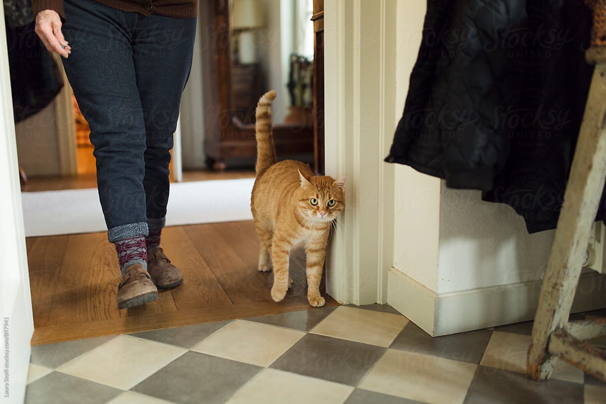 How to Walk a Cat without a Leash Kitty Devotees