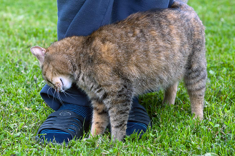 How to Walk a Cat without a Leash
