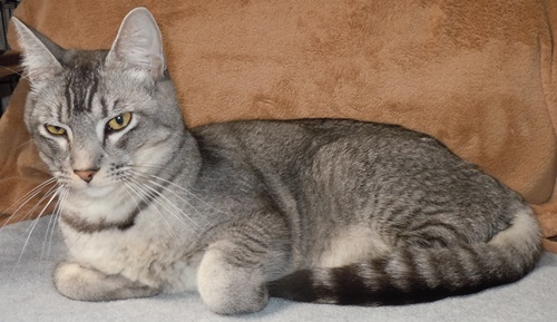 Abyssinian Tabby Mix