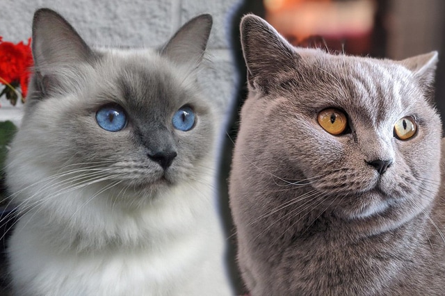 Is British Shorthair Ragdoll Mix Right For You?
