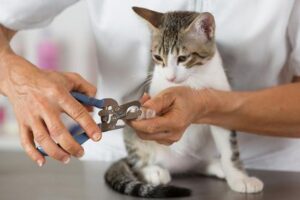 Do Vets Still Declaw Cats? - Kitty Devotees