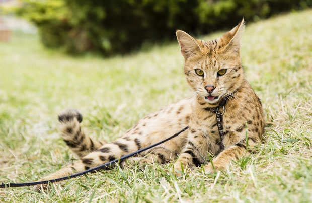 Pros And Cons Of Owning An F1 Savannah Cat Kitty Devotees