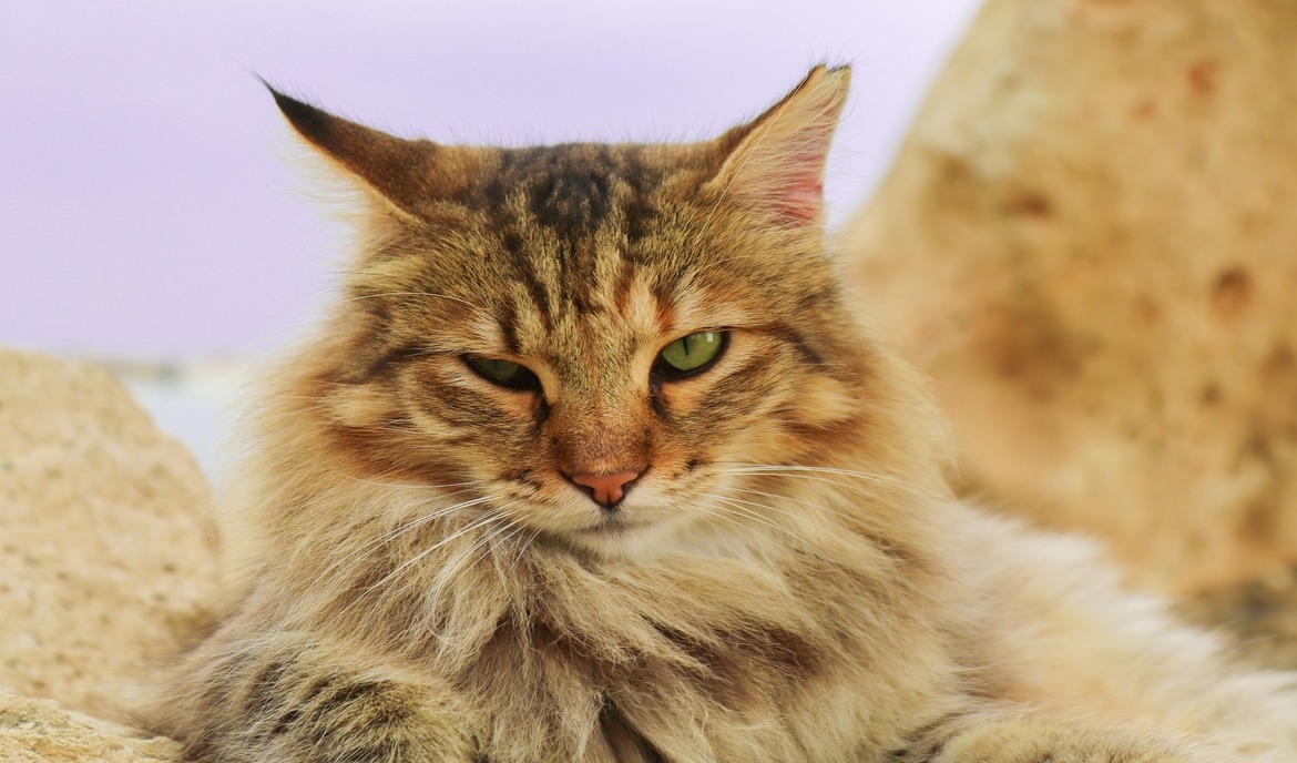 German Cat Breeds A Quick Overview Kitty Devotees