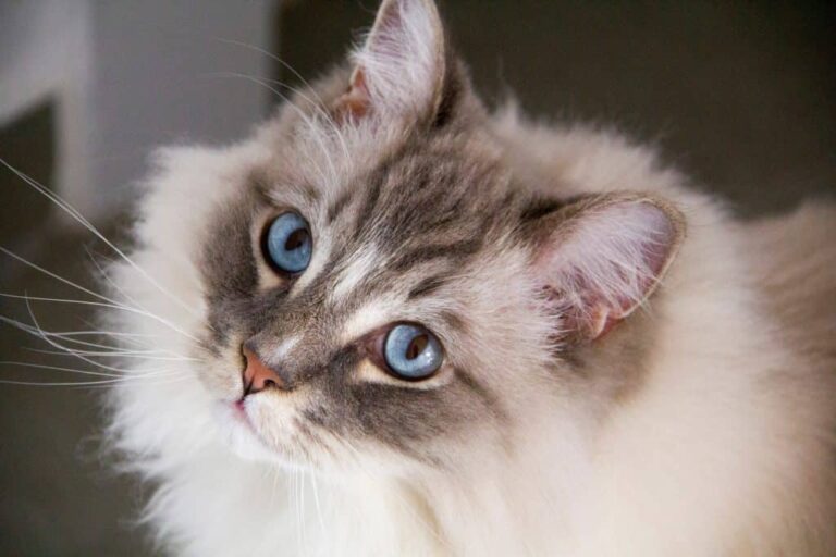 Ragdoll Tabby Mix Is This the Right Kitty for You? Kitty Devotees