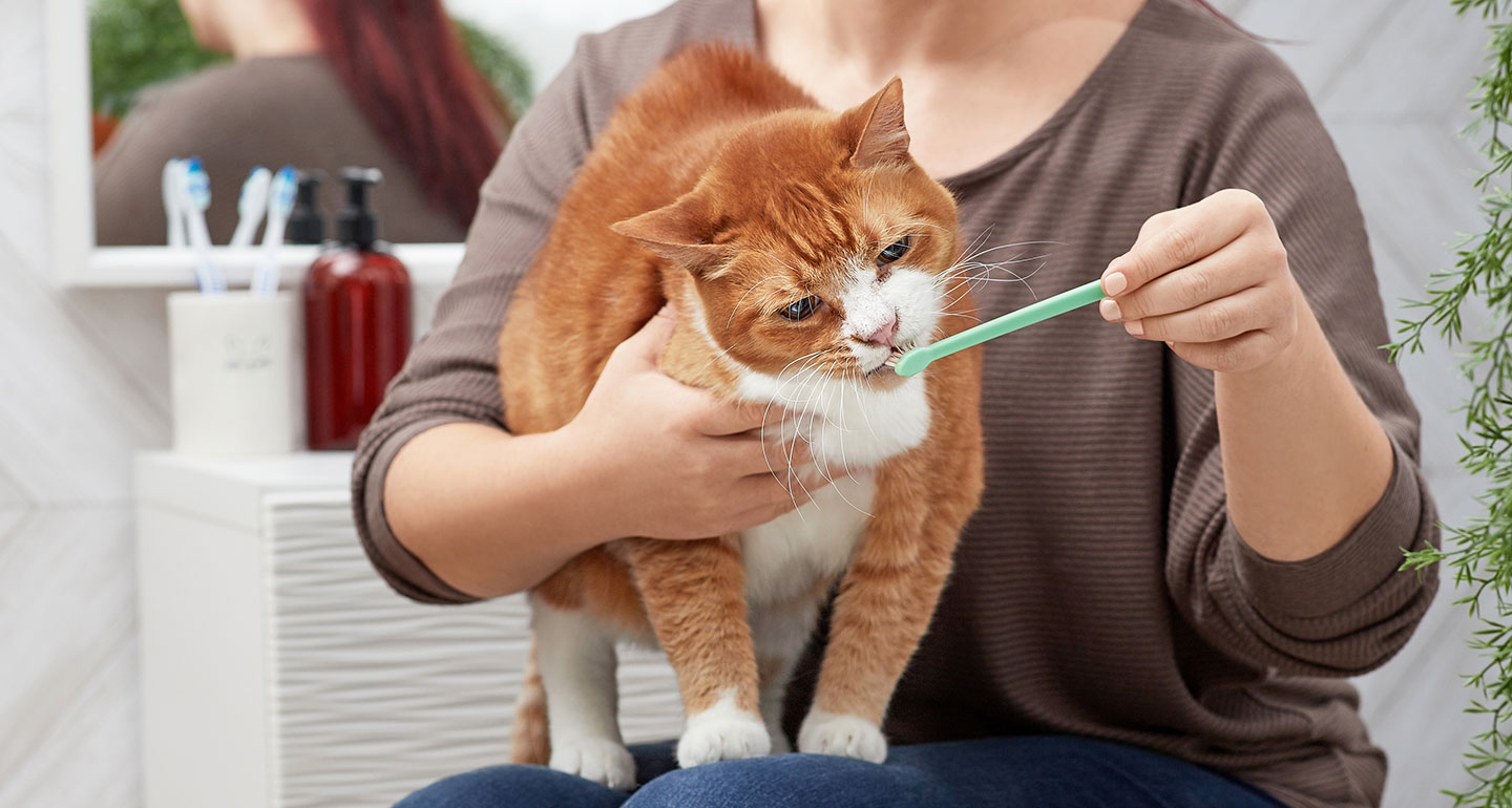 How to Scrape Tartar off Cat's Teeth