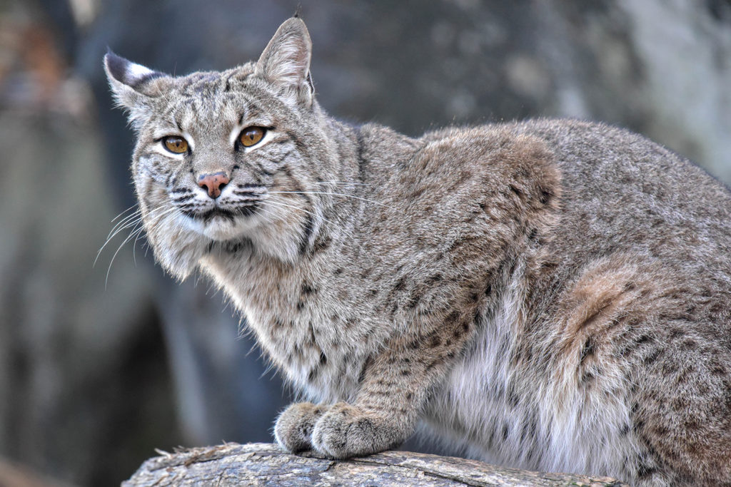 Can A Bobcat Mate With A Domestic Cat? - Kitty Devotees