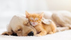 Has There Ever Been A Dog And Cat Mix Breed? - Kitty Devotees