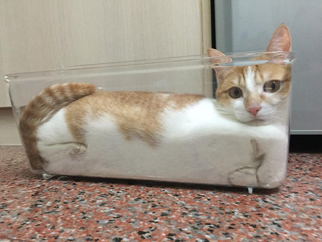 Are Cats Liquid Or Solid?