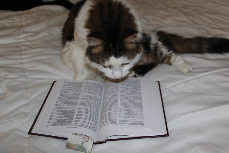 Are Cats Mentioned In The Bible? Kitty Devotees