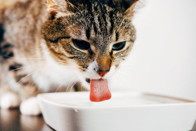 How to Hydrate A Cat That Won't Drink Water