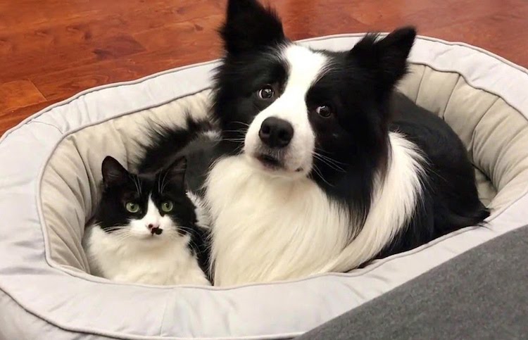 do male cats get along with female dogs