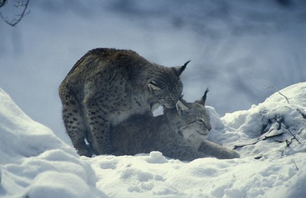 Can A Bobcat Mate With A Domestic Cat