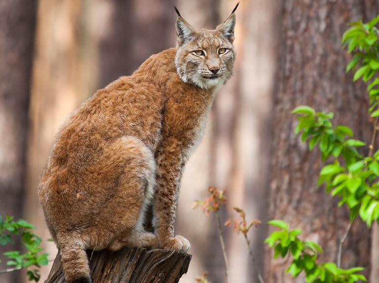 Can A Bobcat Mate With A Domestic Cat? - Kitty Devotees