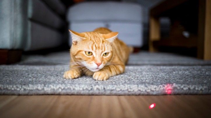 Do Laser Pointers Give Cats Anxiety?
