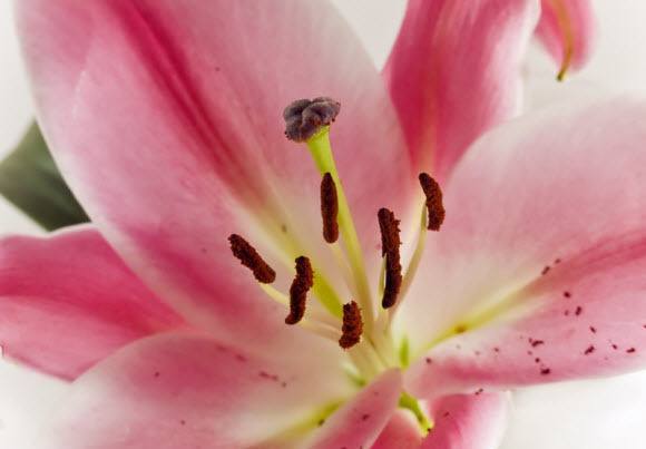 How Much Lily Pollen Is Toxic To Cats?
