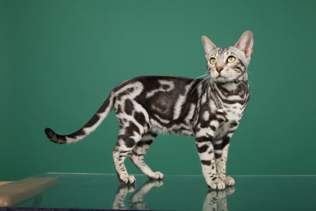 Owning a Marbled Bengal Cat: A Comprehensive Guide