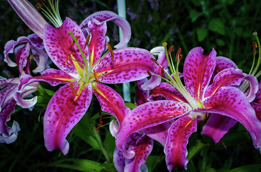 Are Pink Oriental Lilies Poisonous To Dogs