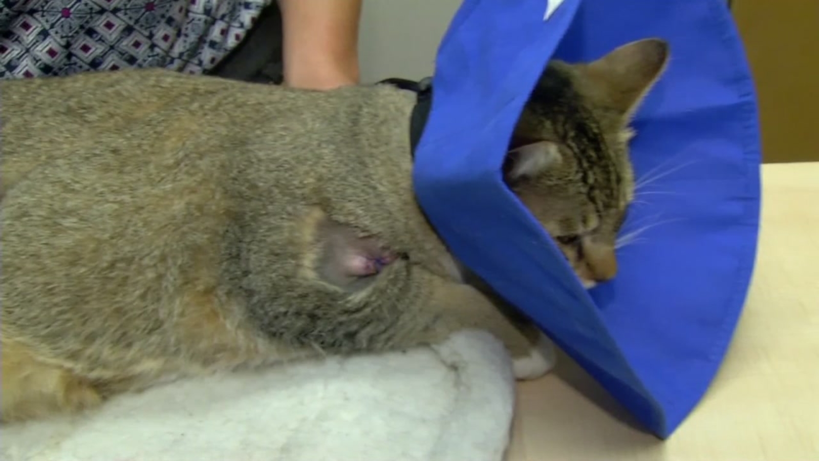 BB Gun Wound On Cat Everything You Need To Know Kitty Devotees