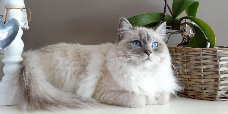 Can Two Short-Haired Cats Have Long-Haired Kittens?