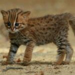Can You Own A Rusty-Spotted Cat