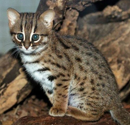 Can You Own A Rusty-Spotted Cat